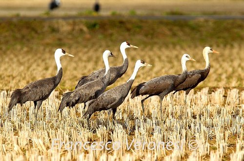 Hooded Crane