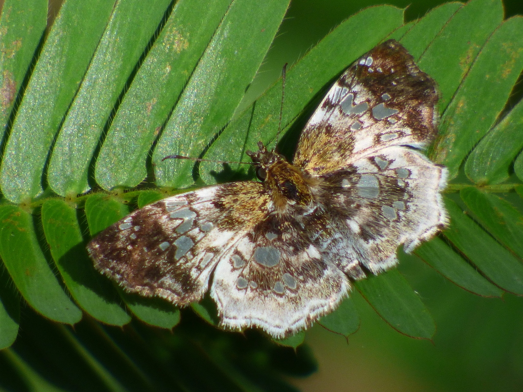 Diaeus