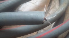 Camponotus rectangularis