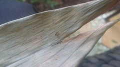 Tetramorium lanuginosum