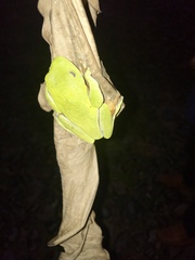 Agalychnis moreletii