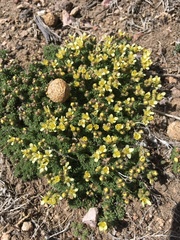 Cusickiella quadricostata