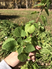 Lamium purpureum