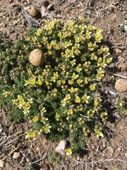Cusickiella quadricostata