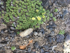 Cusickiella quadricostata