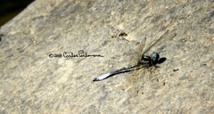 Macrothemis pseudimitans
