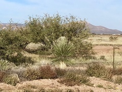 Yucca elata