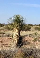 Yucca elata