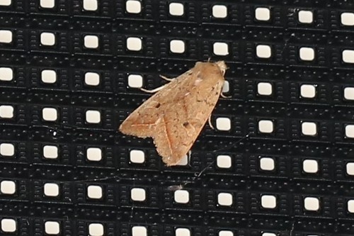 Yellow-line Quaker, Wageningen, Nederland, photo 10 of 10