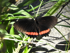 Biblis