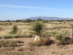 Yucca elata