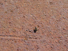 Geocoris pallidipennis