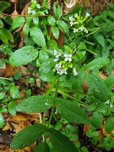 Yellowcress (Nasturtium × sterile)