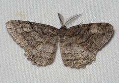 Neoalcis californiaria