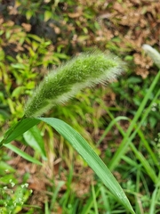 Polypogon monspeliensis image