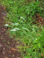 Polypogon monspeliensis image