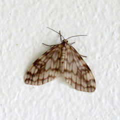 Parallage inconcinna