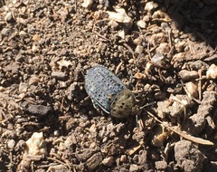 Thanatophilus lapponicus