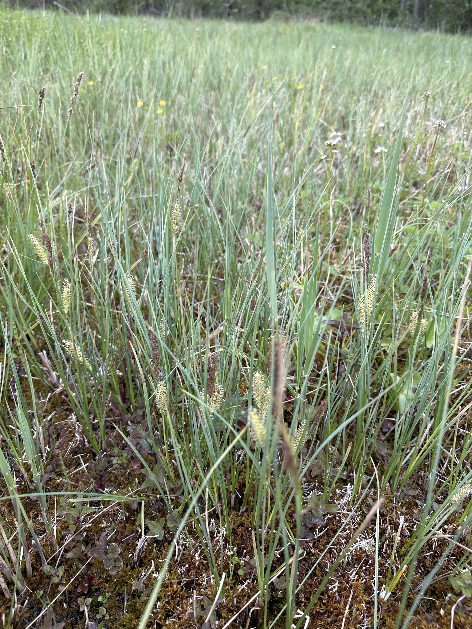 Carex Rostrata Stokes