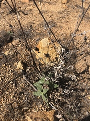 Helianthus gracilentus