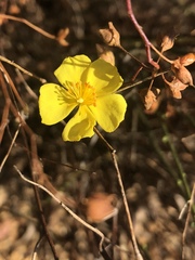 Crocanthemum scoparium