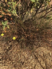 Crocanthemum scoparium
