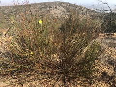 Crocanthemum scoparium