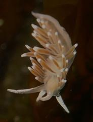 Cuthonella cocoachroma