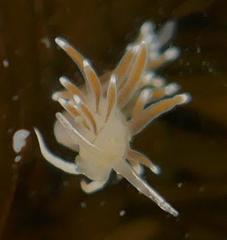 Cuthonella cocoachroma