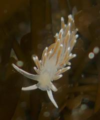 Cuthonella cocoachroma