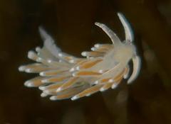 Cuthonella cocoachroma