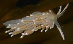 Cuthonella cocoachroma