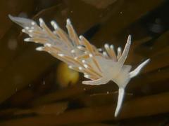 Cuthonella cocoachroma