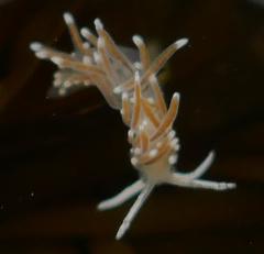 Cuthonella cocoachroma