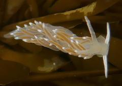 Cuthonella cocoachroma