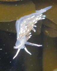 Cuthonella cocoachroma