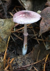 Leucoagaricus roseilividus