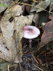 Leucoagaricus roseilividus