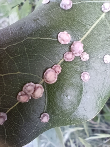 Japanese wax scale
