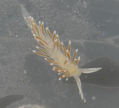 Cuthonella cocoachroma