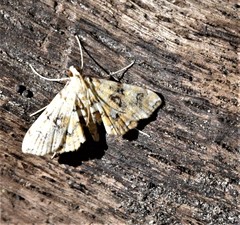 Elophila nebulosalis