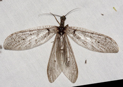 Chauliodinae