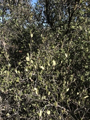 Cercocarpus betuloides betuloides