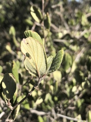 Cercocarpus betuloides betuloides