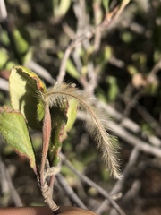 Cercocarpus betuloides betuloides