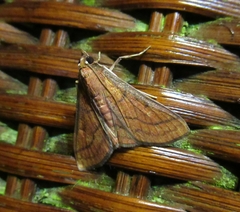 Polygrammodes hercules