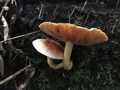 Pyrrhulomyces astragalinus