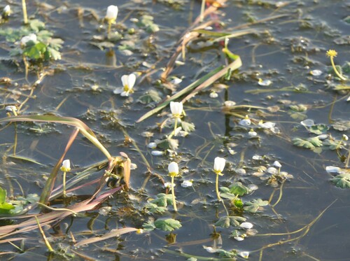 Image of Ranunculus aquatilis by (c) Pete Bradshaw, some rights reserved (CC BY)