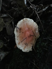 Pyrrhulomyces astragalinus