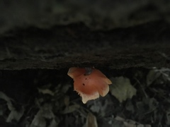 Pyrrhulomyces astragalinus